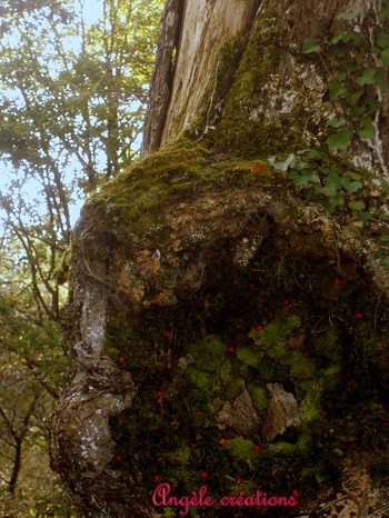 Land Art" Au creux de mon arbre"