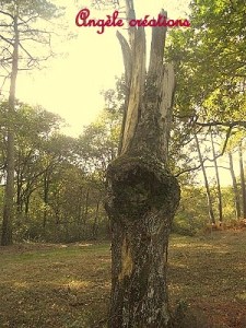 Land Arts" mon arbre"