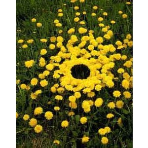 land art mandala jaune en fleurs jaunes