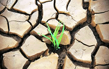 Herbes vertes sur terre sèche- espoir!