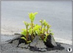Plantes reppoussant l e macadam pour survivre