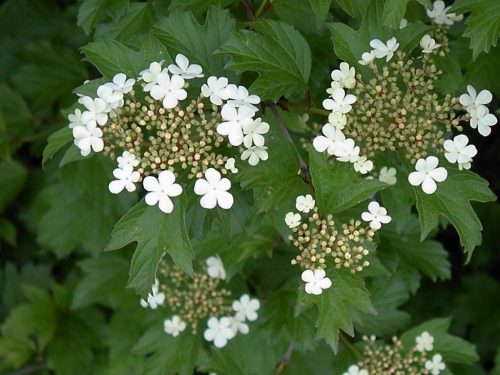 Viburnum-sargentii-onondaga