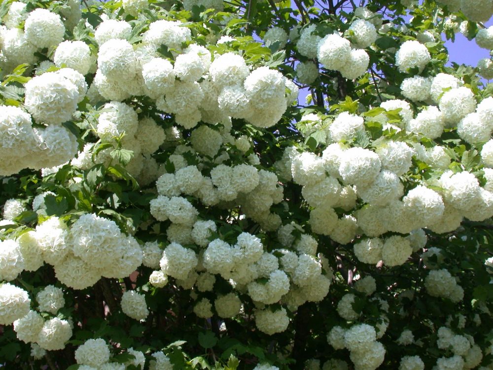 Viburnum, boule de neige