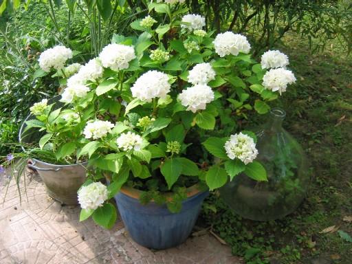 Hortensia blanc en pot