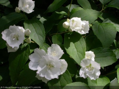 Hydrangéa Hortensia seringat
