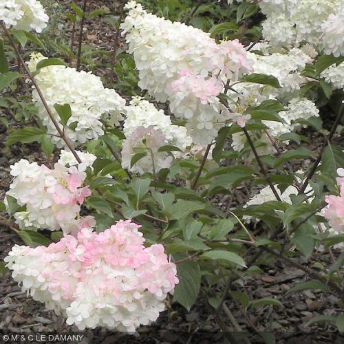 hydrangea paniculata