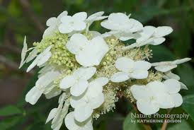 Hydrangea quercifolia