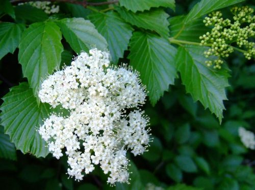 Viburnum dentatum