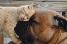 CHIEN ET CHAT