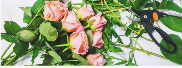 Bannière roses et sécateur