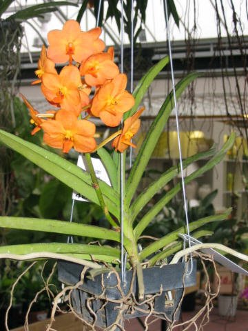 Orchidée Vanda orange