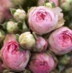 Roses anciennes parfumées