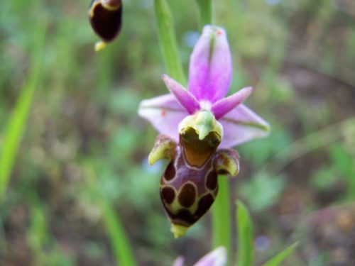 sabot de venus sauvage imitant un insecte