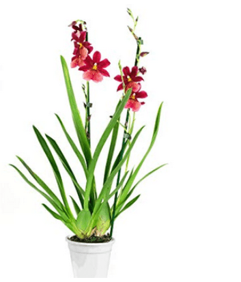 Pot de Cambria rouge parfumé