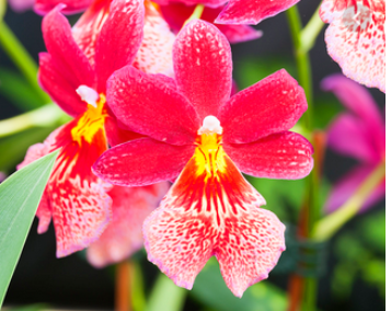 Fleuron de Cambria rouge