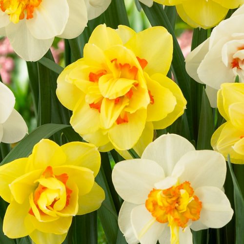 Narcisse double et simple bicolore