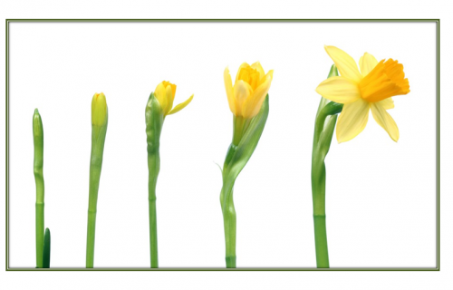 La jonquille du bouton à la floraison