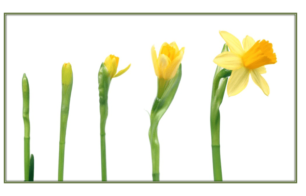 La jonquille du bouton à la floraison