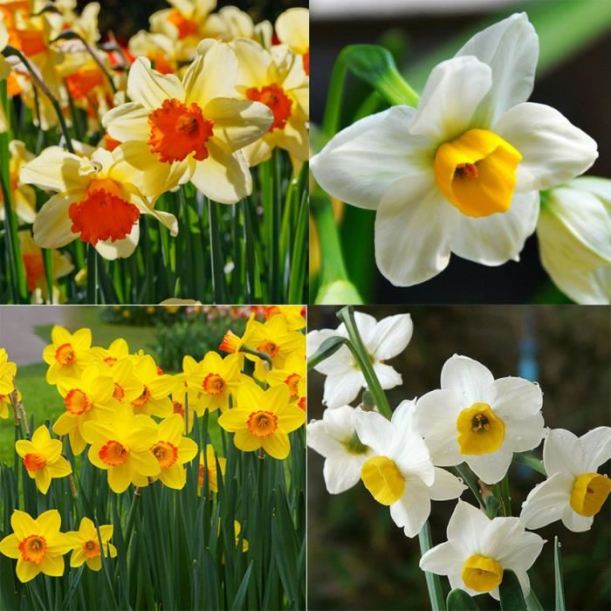 Différentes couleurs et formes de jonquilles.