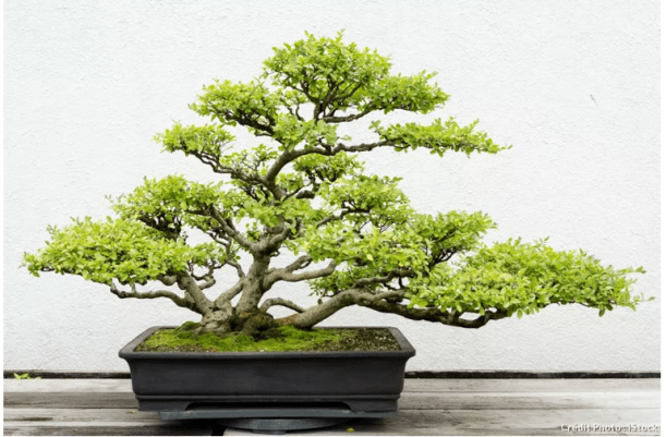 Superbe bonsai à étages!