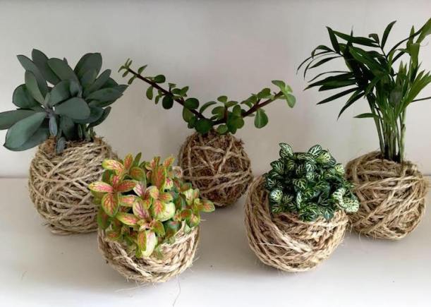 Habillé de ficelle des kokedama seront parfait dans un univers nature, rustique et plutôt masculin