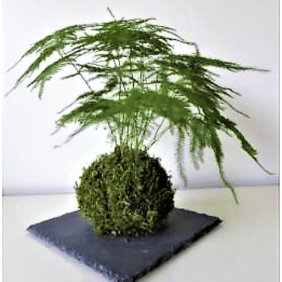 Créativité et convivialité florale à&nbsp;Biarritz