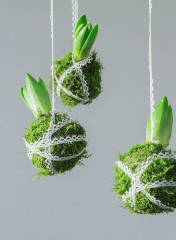 Les jacinthes se prennent aussi pour des filles de l'air entourées de mousse des bois et de dentelle!