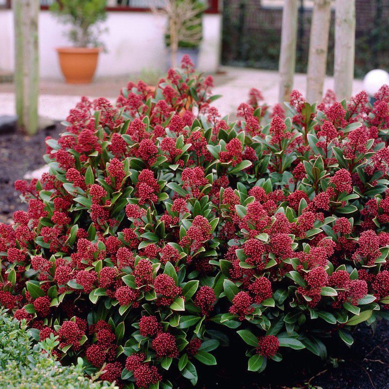 Skimia , une plante résistante qui ne souffre ni du froid ni du chaud!  Beau sujet à partir de 49€