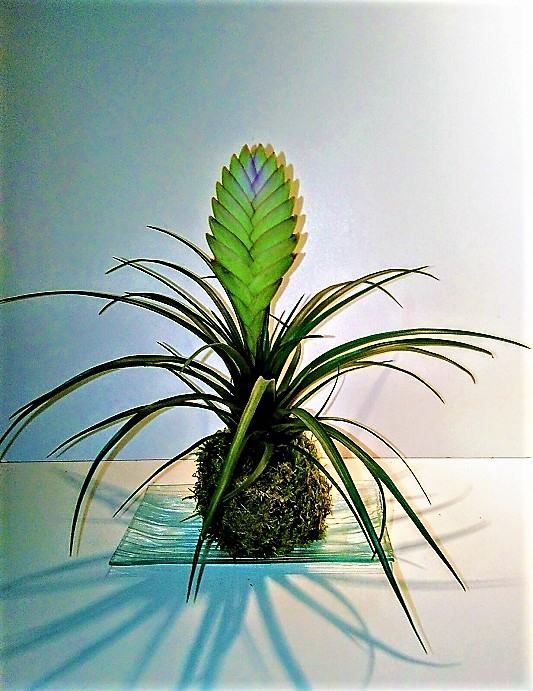 Kokedama Tillandsia