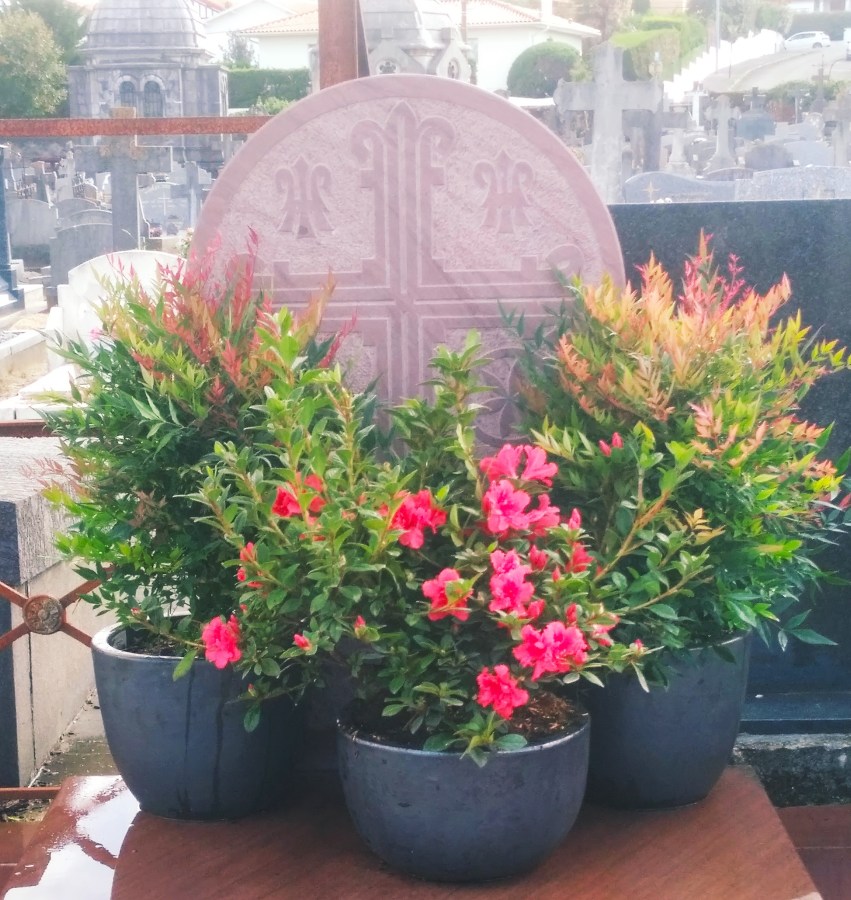 Une tombe bien nette et décorée de plantes en pots  entretenues régulièrement