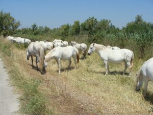 Les animaux avaient repris la nature à leur guise! Tranquillement sans voiture, ni piétons bruyants.