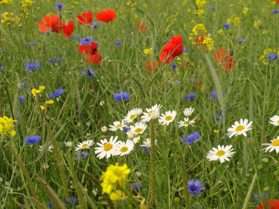 champ de fleurs sauvages 