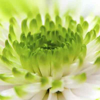 Ikebana, un art floral harmonieusement&nbsp;codifié