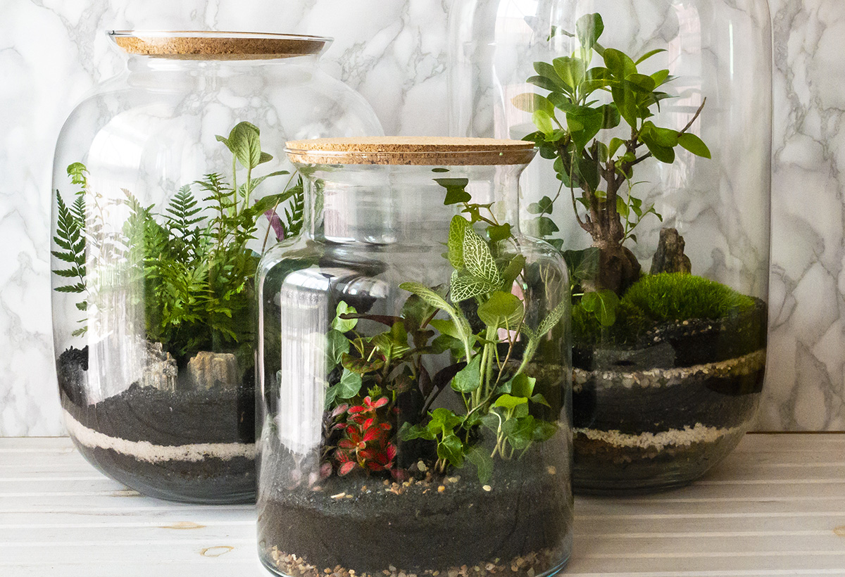 terrarium