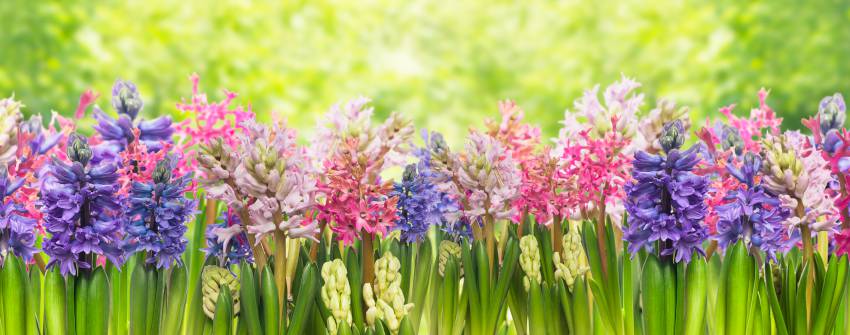 Des jacinthes aux mille couleurs!