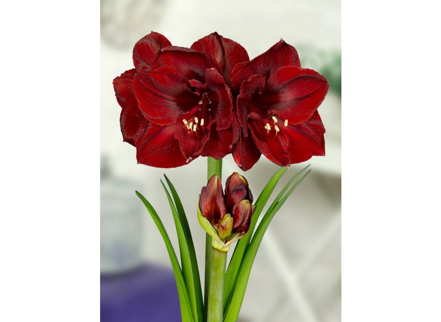 Amaryllis rouge profond