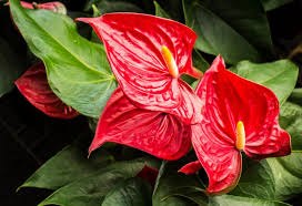 Anthurium rouge