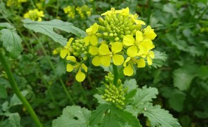  Tige et fleur de moutarde