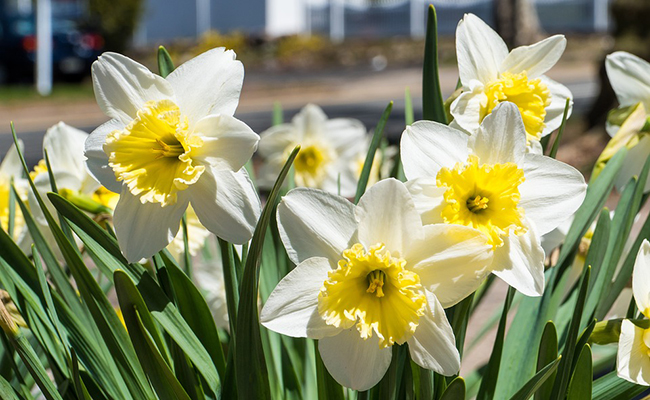 Narcisse bicolore blanc et jaune
