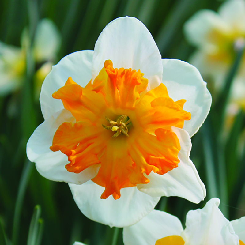 Narcisse orange et blanc