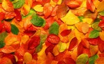 feuilles d'automne