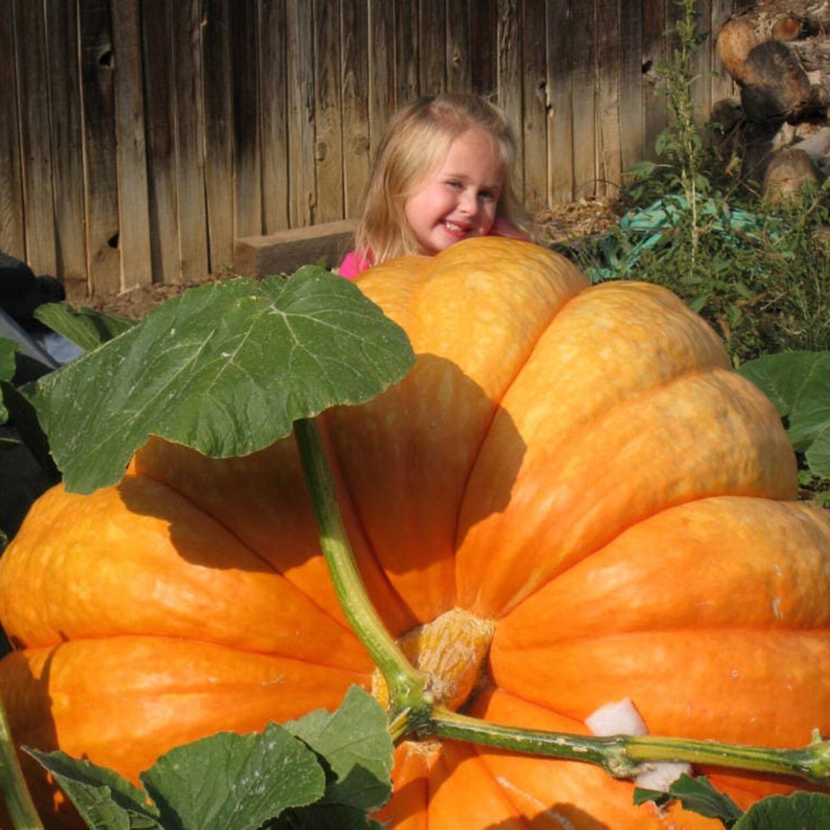 Citrouilles et autres&nbsp;cucurbitacées