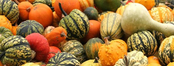 Différentes sortes, formes et couleurs de cucurbitacées